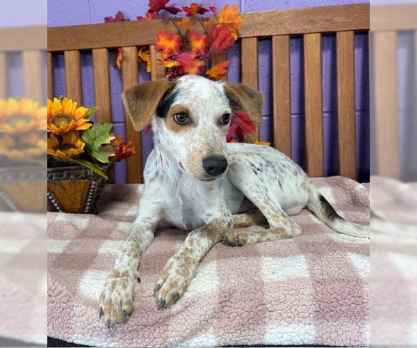 Medium Photo #1 Mutt Puppy For Sale in Genesee, WI, USA