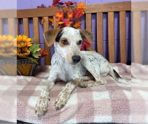 Mutt Dogs for adoption in Genesee, WI, USA