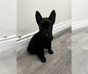 Malinois Puppy for sale in BUENA PARK, CA, USA