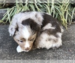 Small Photo #20 Miniature Australian Shepherd Puppy For Sale in HOWE, OK, USA
