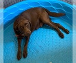 Small Photo #1 Labrador Retriever Puppy For Sale in OSYKA, MS, USA