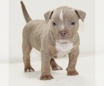 Small Photo #5 American Bully Puppy For Sale in JEFFERSON CITY, MO, USA