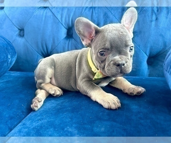 Medium Photo #5 French Bulldog Puppy For Sale in FRESNO, CA, USA