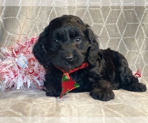 Cocker Spaniel-Poodle (Miniature) Mix Puppy for sale in LAKELAND, FL, USA