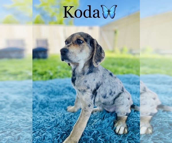 Medium Photo #4 Catahoula Leopard Dog Puppy For Sale in COOKEVILLE, TN, USA
