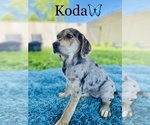 Small Photo #4 Catahoula Leopard Dog Puppy For Sale in COOKEVILLE, TN, USA