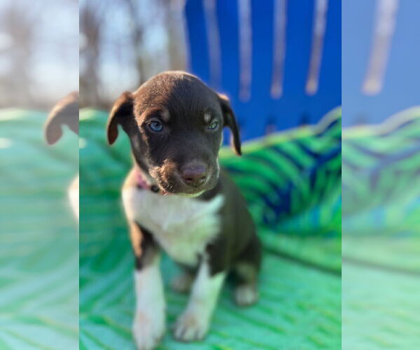 Medium Photo #2 Australian Shepherd-Unknown Mix Puppy For Sale in Pacolet, SC, USA
