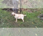 Small Photo #16 Labrador Retriever Puppy For Sale in ATHOL, MA, USA