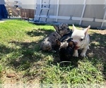 Small Photo #6 French Bulldog Puppy For Sale in SAN DIEGO, CA, USA