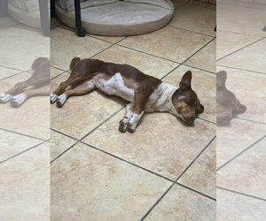 Ruby - Female Mutt Dog for Adoption - Photo #5