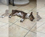 Small Photo #5 Mutt Puppy For Sale in Denver , CO, USA