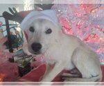 Small Photo #24 Labrador Retriever Puppy For Sale in Dana Point, CA, USA