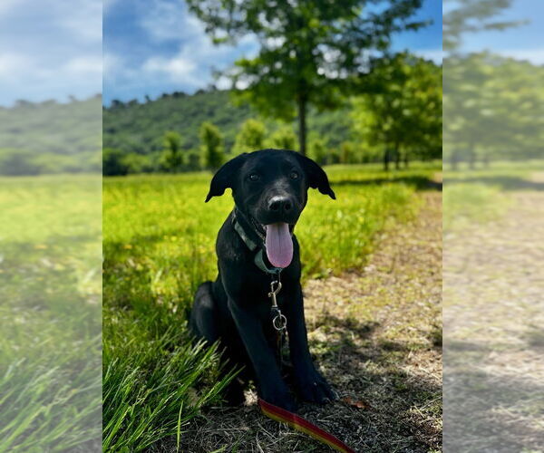 Medium Photo #2 Labrador Retriever-Mountain Cur Mix Puppy For Sale in Boston, MA, USA