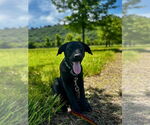 Small #1 Labrador Retriever-Mountain Cur Mix
