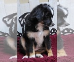 Small Photo #6 Miniature Australian Shepherd Puppy For Sale in OCTAVIA, OK, USA