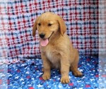 Small Photo #1 Golden Retriever Puppy For Sale in BEDFORD, IN, USA