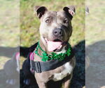 Small #3 American Pit Bull Terrier Mix