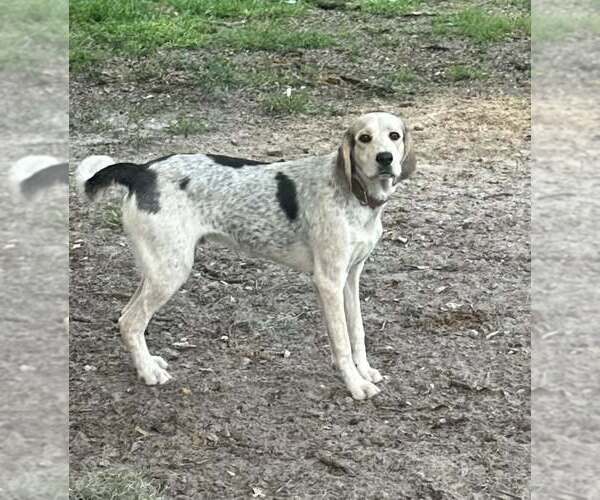 Medium Photo #1 Bluetick Coonhound-German Shorthaired Pointer Mix Puppy For Sale in New Smyrna Beach, FL, USA