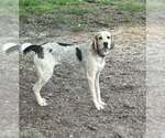 Small Bluetick Coonhound-German Shorthaired Pointer Mix
