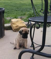 Mastiff Puppy for sale in FRIEND, NE, USA