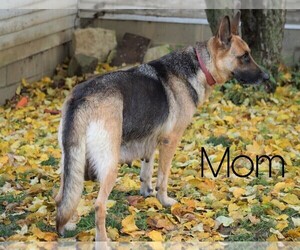 Mother of the German Shepherd Dog puppies born on 09/07/2020