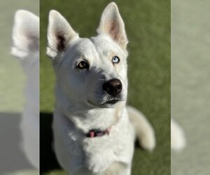 Siberian Husky-Unknown Mix Dogs for adoption in Upland, CA, USA