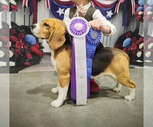Father of the Beagle puppies born on 08/11/2025