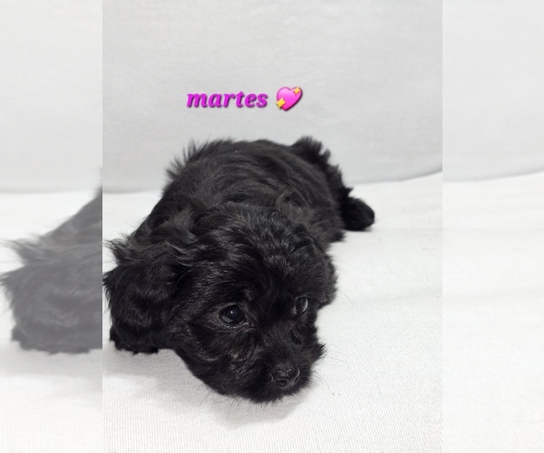 Medium Photo #3 Shih-Poo Puppy For Sale in CHARLOTTE, NC, USA