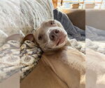 Small #2 American Pit Bull Terrier-Weimaraner Mix