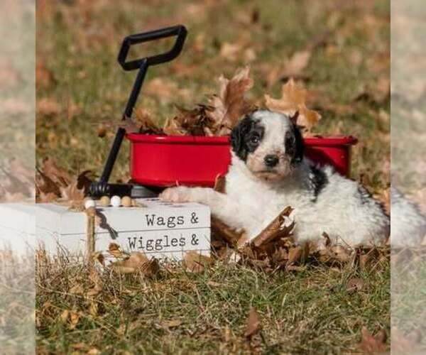 Medium Photo #3 Bernedoodle (Miniature) Puppy For Sale in PRAIRIE VIEW, KS, USA