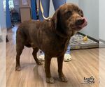Jiziah - Male Labrador Retriever-Unknown Mix Dog for Adoption - Small photo
