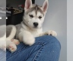 Small Photo #3 Siberian Husky Puppy For Sale in BLOOMFIELD, KY, USA