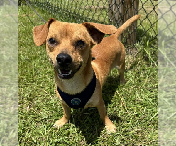 Medium Photo #5 Chihuahua Puppy For Sale in Tarrytown, GA, USA