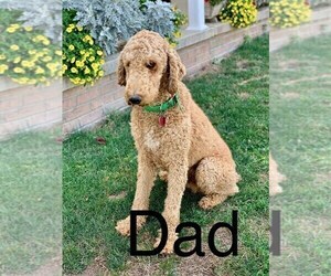 Father of the Goldendoodle puppies born on 07/13/2021