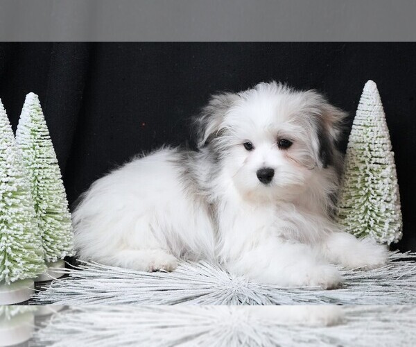 Medium Photo #6 Maltipom Puppy For Sale in ROCK VALLEY, IA, USA