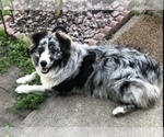Small Photo #1 Australian Shepherd Puppy For Sale in BERESFORD, SD, USA