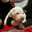 Small Photo #211 Dogo Argentino Puppy For Sale in JANE, MO, USA