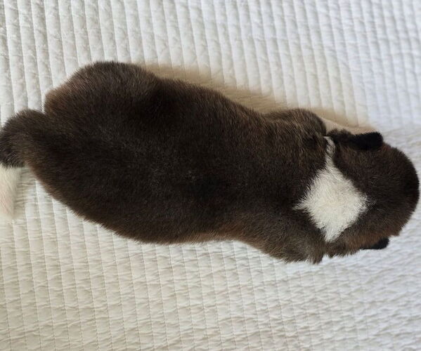 Medium Photo #5 Akita Puppy For Sale in STRAFFORD, MO, USA