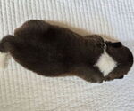 Small #4 Akita