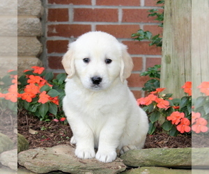 English Cream Golden Retriever Puppy for sale in NEW PROVIDENCE, PA, USA
