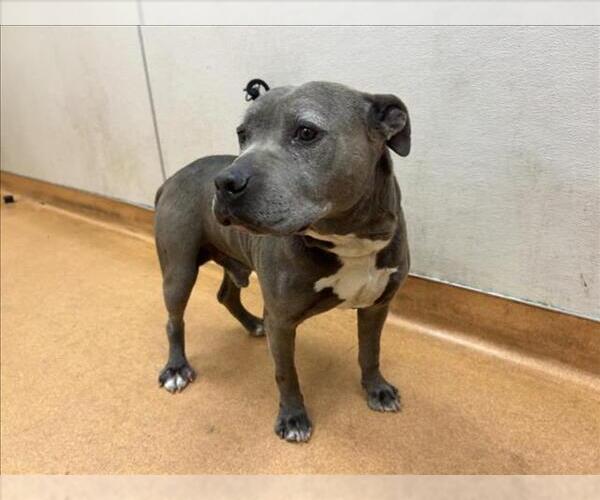 Medium Photo #1 American Pit Bull Terrier Puppy For Sale in Martinez, CA, USA