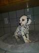 Small Photo #2 Dalmatian Puppy For Sale in DELANO, CA, USA