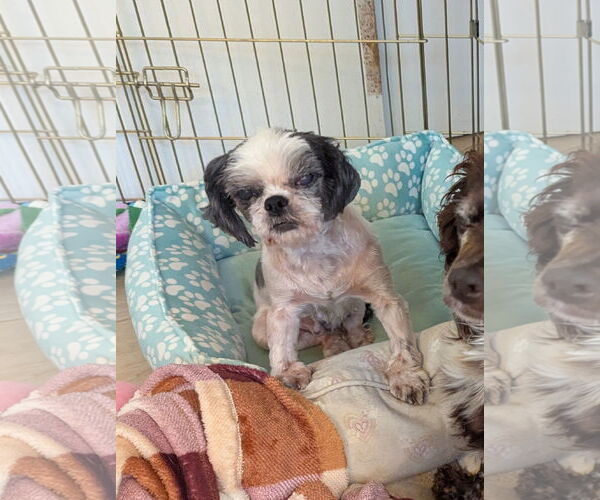 Medium Photo #7 Shih Tzu Puppy For Sale in Tenafly, NJ, USA