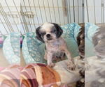 Small #6 Shih Tzu