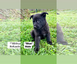 Small Photo #4 German Shepherd Dog Puppy For Sale in SALUDA, SC, USA