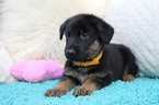 Small Photo #1 German Shepherd Dog Puppy For Sale in OCALA, FL, USA