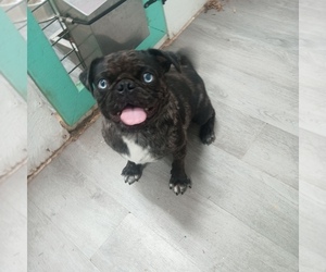 Pug Puppy for Sale in BROOKVILLE, Ohio USA