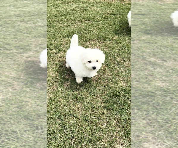 Medium Photo #3 Bichon Frise Puppy For Sale in PELZER, SC, USA