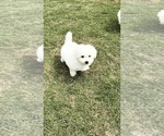 Small #2 Bichon Frise