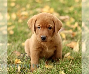 Labrador Retriever Puppy for sale in COATESVILLE, PA, USA